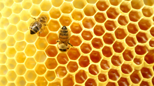 Modernizarea apiculturii în regiunea Mării Negre