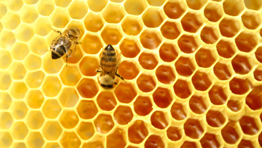 Modernizarea apiculturii în regiunea Mării Negre