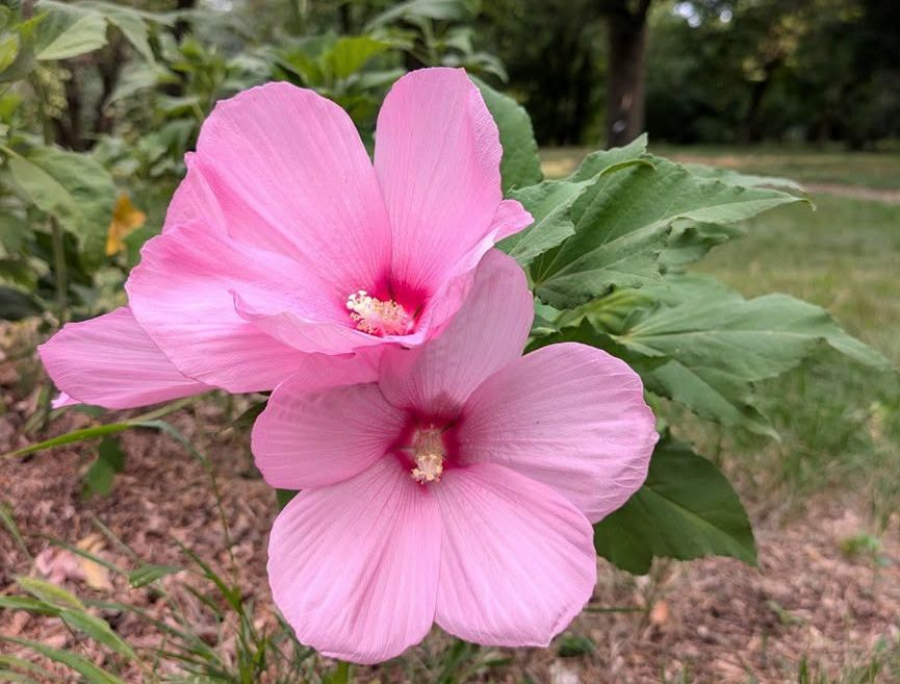 Carnet cultural gălăţean - Ce puteţi admira în Grădina Botanică