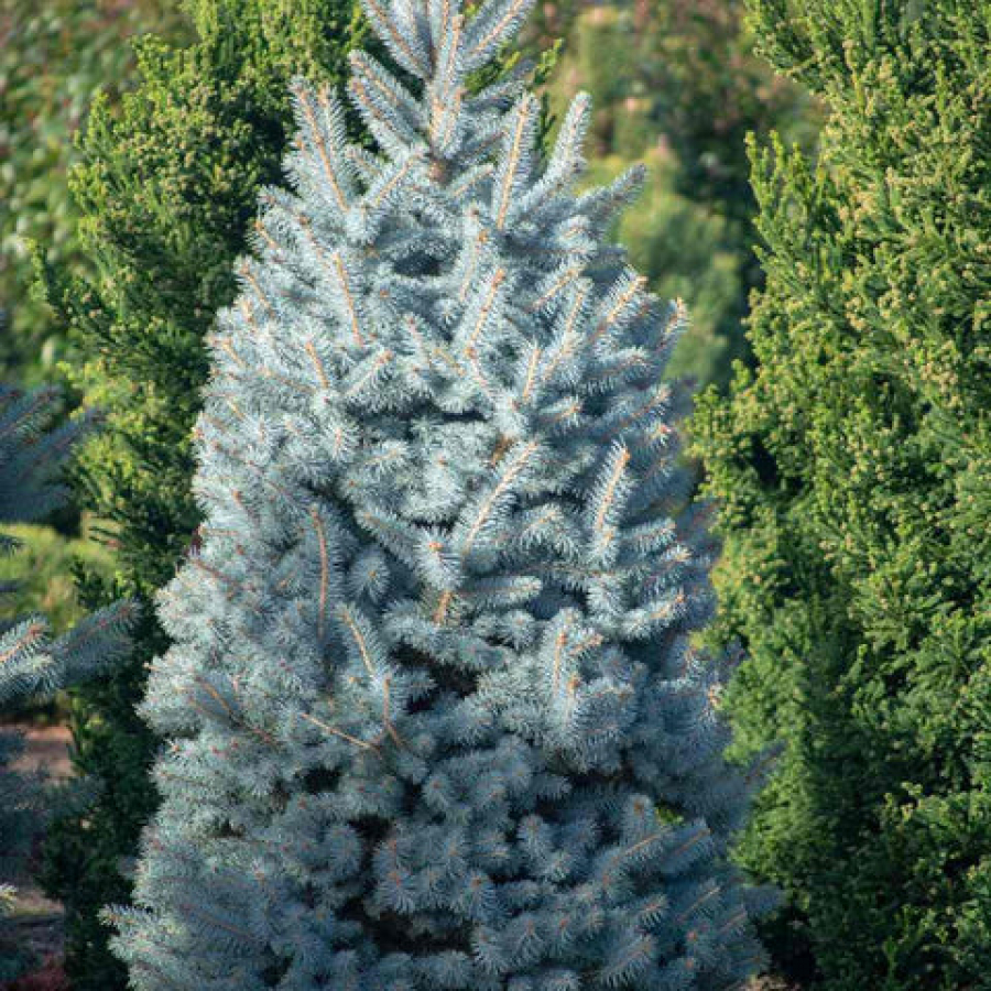 Un șofer evazionist din Făurei conduce un molid de lux