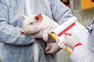 Despăgubiri de peste 723.000 de lei în cazurile de pestă porcină