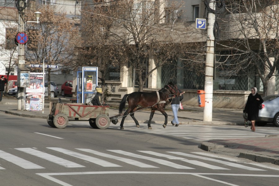 Consiliul Local le vine de hac / De anul viitor, căruţaşii care încalcă legea rămân fără vehicul