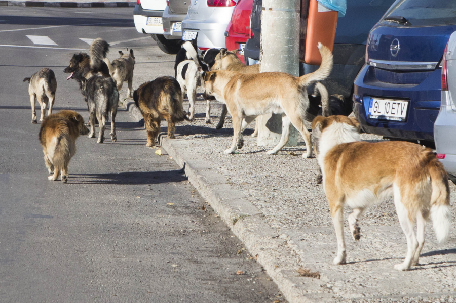 Problema câinilor fără stăpân, dezbătută la Galaţi