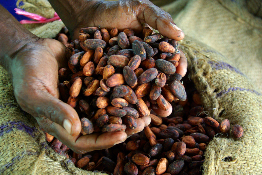 Mayaşii utilizau boabele de cacao ca monedă de schimb