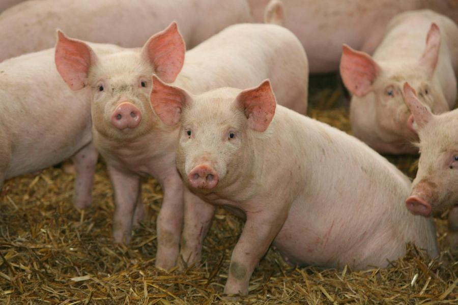 Galaţiul, printre judeţele cu restricţii la comerțul cu carne de porc