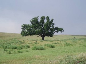 &quot;Stejarul arcaşilor&quot;, ultimul arbore din codrii ştefanieni de la Valea Mărului