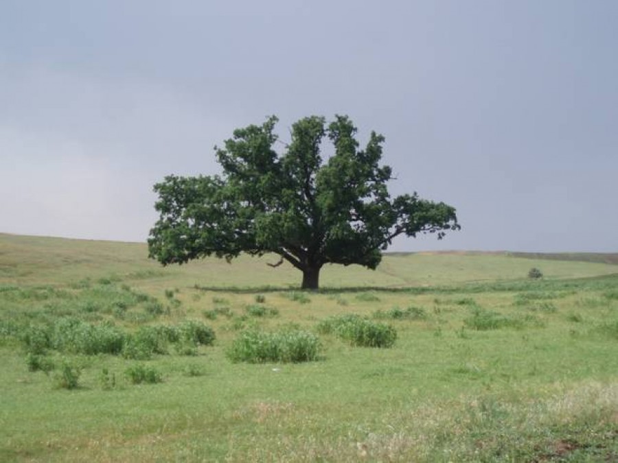 "Stejarul arcaşilor", ultimul arbore din codrii ştefanieni de la Valea Mărului