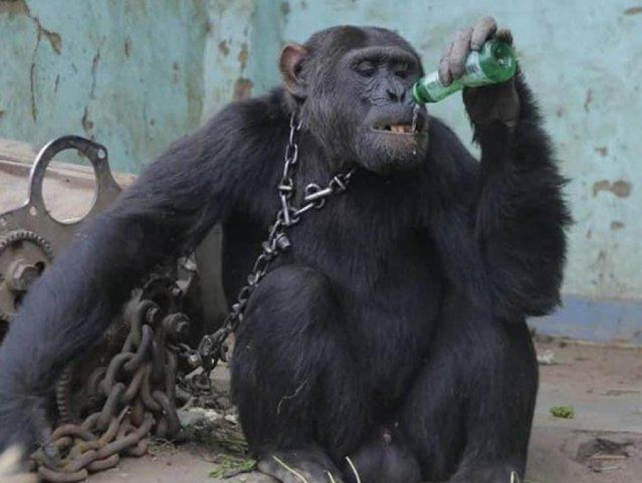Cimpanzeul alcoolic Tarzan, eliberat după 25 de ani
