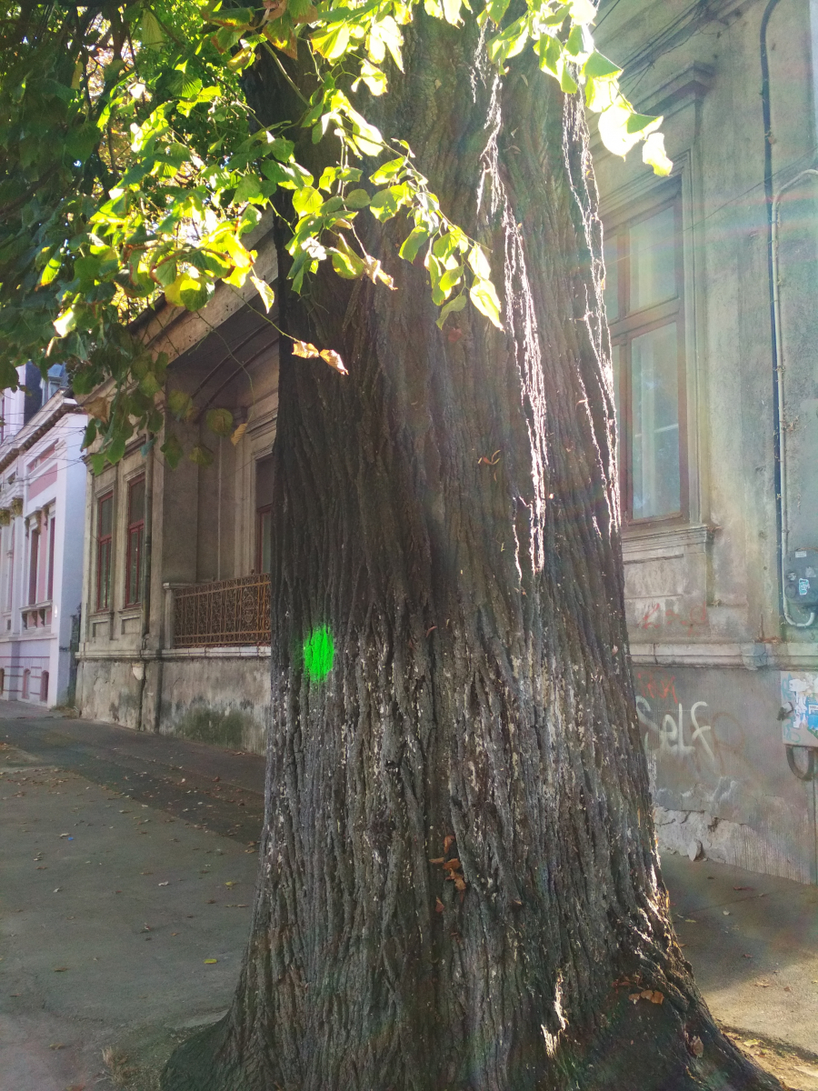 Arbori marcaţi cu vopsea verde