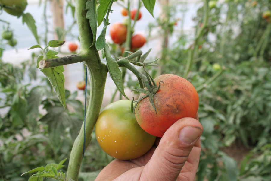 Molia tomatelor a lovit şi în Galaţi. Roşiile de Matca, atacate de ”Tuta absoluta”