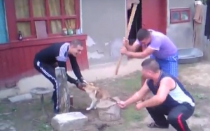 UPDATE/ S-au filmat cum TĂIAU COADA unui câine cu TOPORUL. Tinerii s-au ales cu DOSAR PENAL  (VIDEO)