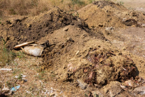 Ferma avicolă din Bucești, amendată și obligată să ecologizeze terenul infestat cu păsări moarte