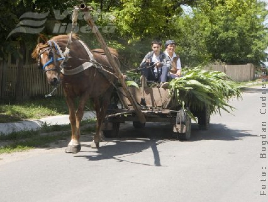 Ţara din Valea Mărului