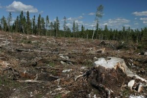 Ministrul delegat pentru Ape şi Păduri: Peste 840.000 de metri cubi de tăieri ilegale, constatate în primele nouă luni din 2013