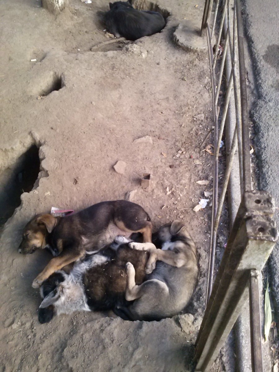 Mondo cane. Amuzament cu blană pe spaţiul (odată) verde