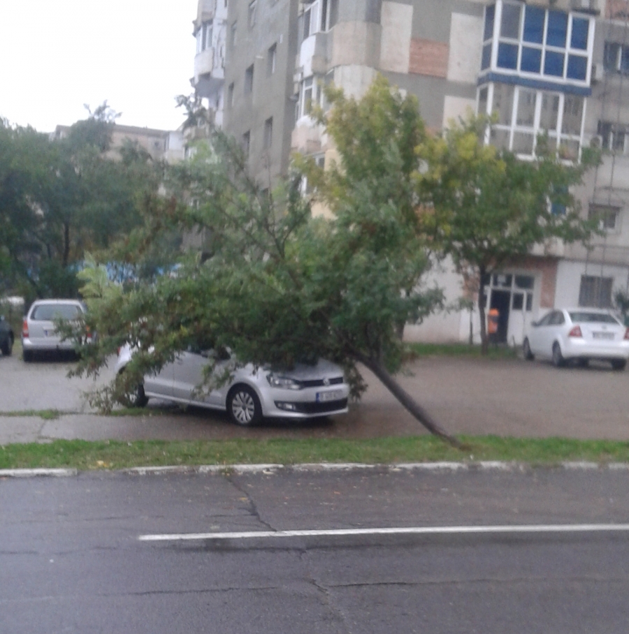 VÂNTUL PUTERNIC A DĂRÂMAT zeci de arbori şi crengi la Galaţi. Avalanşă de sesizări la Gospodărire Urbană