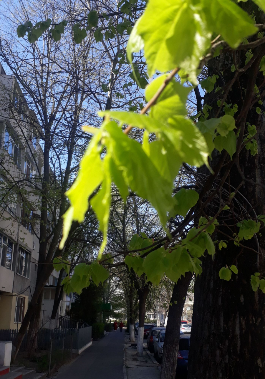 PROGNOZA METEO | Vreme de... stat în casă!