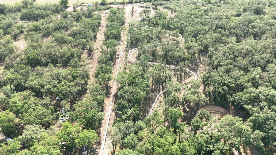 Circuitul copacilor în Pădurea Gârboavele. Defrişări şi plantări făcute anul acesta (FOTO)