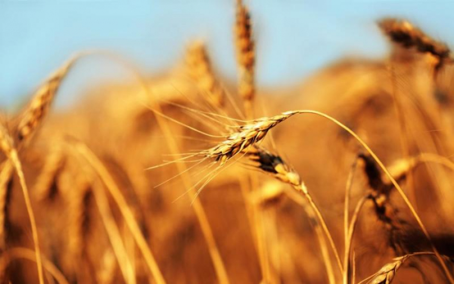 Exporturile de cereale nu reduc deficitul agroalimentar