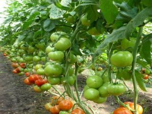 Precizări privind minimis-ul la tomate. PROGRAM