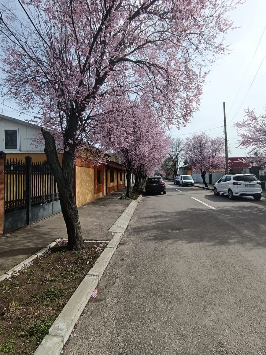Sakura de Galați, din nou în floare pe strada Războieni (FOTO)