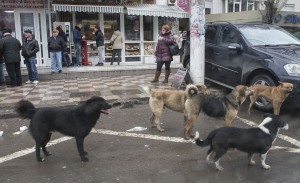 ABERANT! Doar JUMĂTATE DIN BANII din taxa de ECARISAJ s-au cheltuit efectiv pentru CÂINI