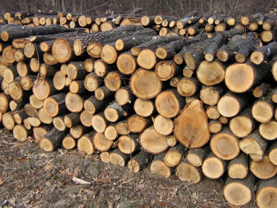 Primăria Galaţi oferă lemne de foc pentru săraci