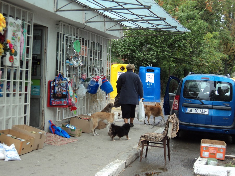 Gălăţenii sunt exasperaţi de maidanezi / A sărit în faţa maşinii de teama câinilor