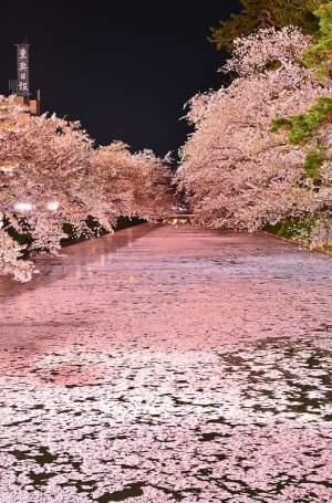 Sakura/ Sărbătoarea înfloririi cireşilor