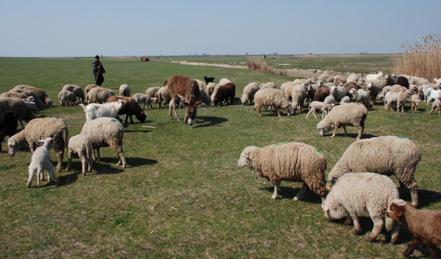 BĂTAIE pe viaţă şi pe moarte la o stână. Un cioban este în STARE CRITICĂ