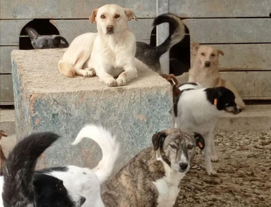 Ecosal angajează hingheri, dar și îngrijitori pentru câini