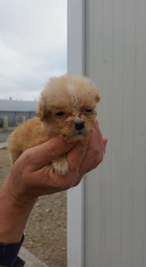 Campania VL &quot;Adoptă un suflet&quot; | Ia acasă un căţeluş cât o palmă!