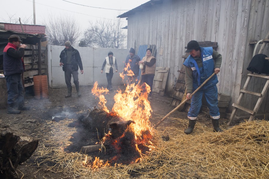 REPORTAJ/ Oameni şi tradiţii: În noaptea de IGNAT, porcul visează cuţit (FOTO)