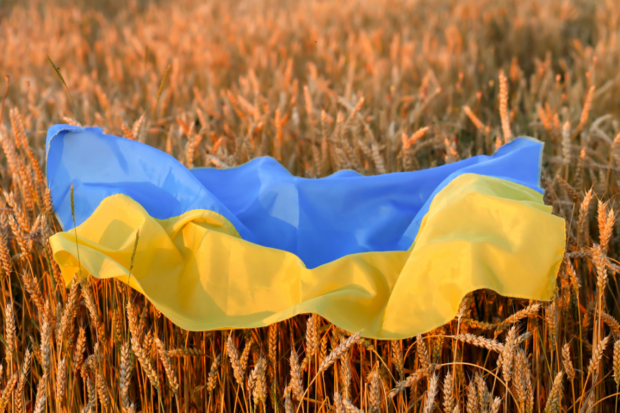 Fermierii din Ucraina au început recoltatul cerealelor