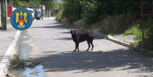 Un rottweiler evadat a terorizat o stradă din Galaţi