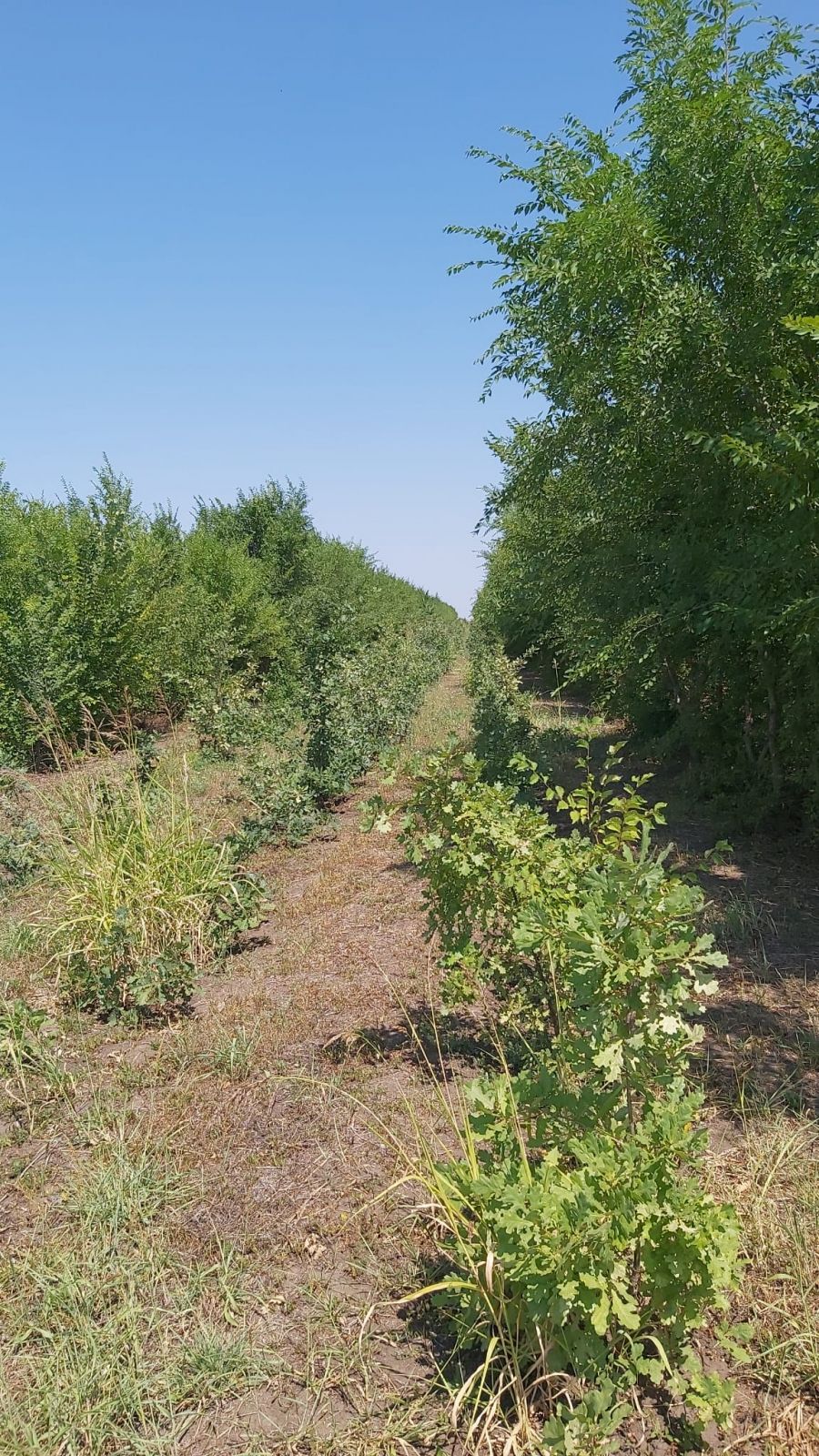 Fonduri europene pentru "plămânul verde" al județului