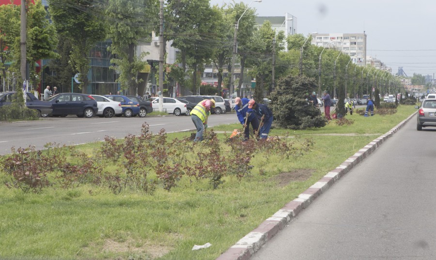 În loc de palmieri: Pe strada Brăilei vom avea flori şi roci