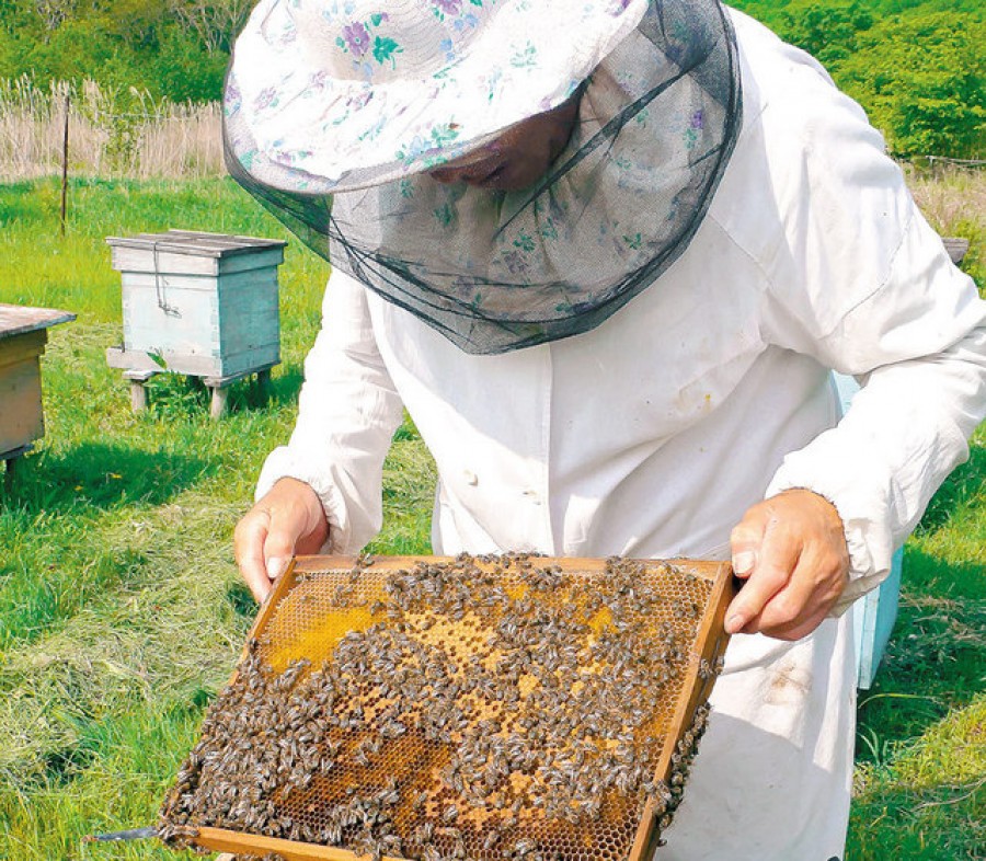 PROIECT MINISTERIAL/ Ajutoare pentru apicultori şi agricultura ecologică