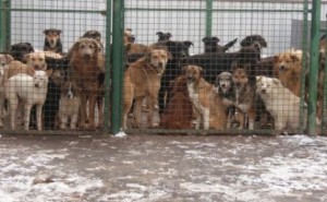 La Timişoara a început eutanasierea câinilor maidanezi 