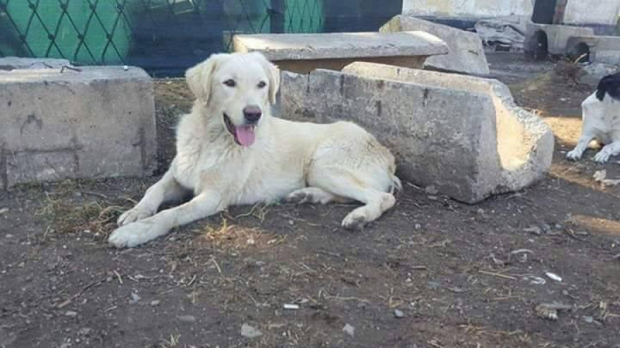 Cum poţi adopta un câine fără stăpân