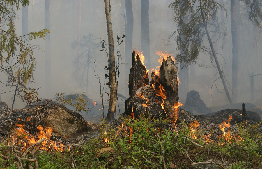 Incendiu de vegetație uscată și pădure la Chiraftei