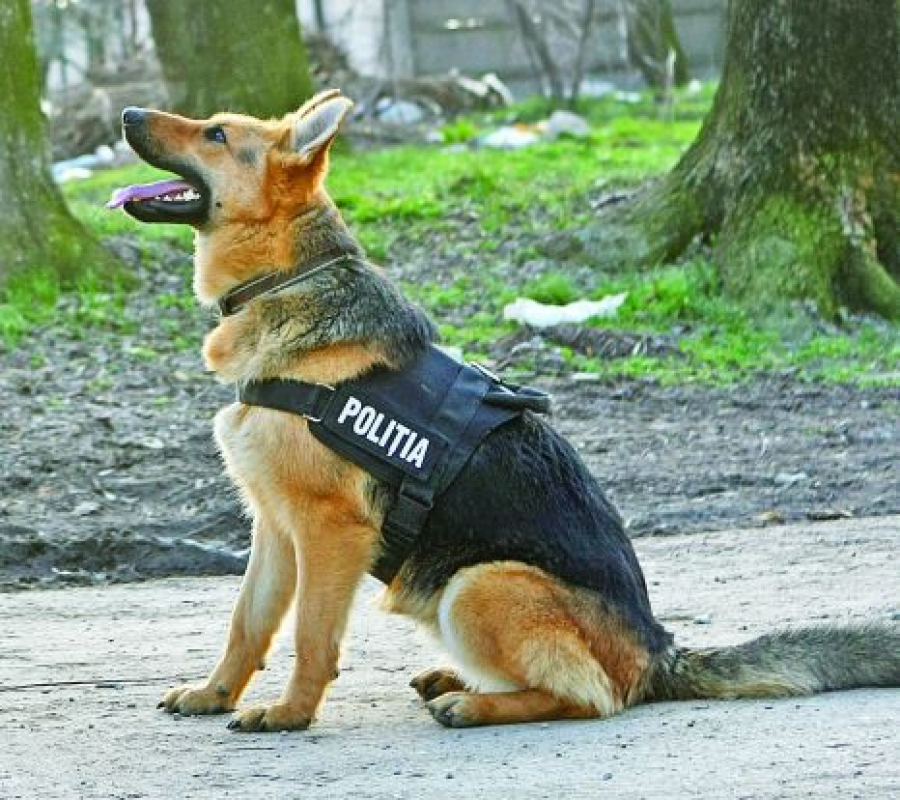Poliţiştii locali vor patrula cu câini în oraş