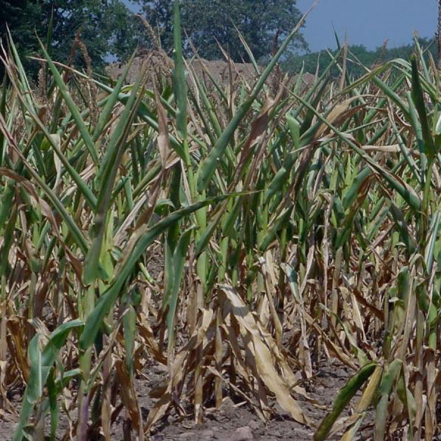 Dezastru în agricultură din cauza secetei! Pe fermierii gălăţeni îi paşte falimentul