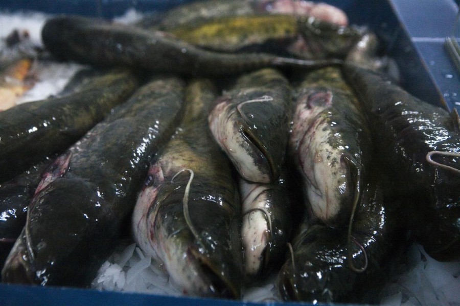 Campanie VL "Pescari pe Apa Sâmbetei": Peştele gălăţenilor, prins în lanţul scumpirilor 