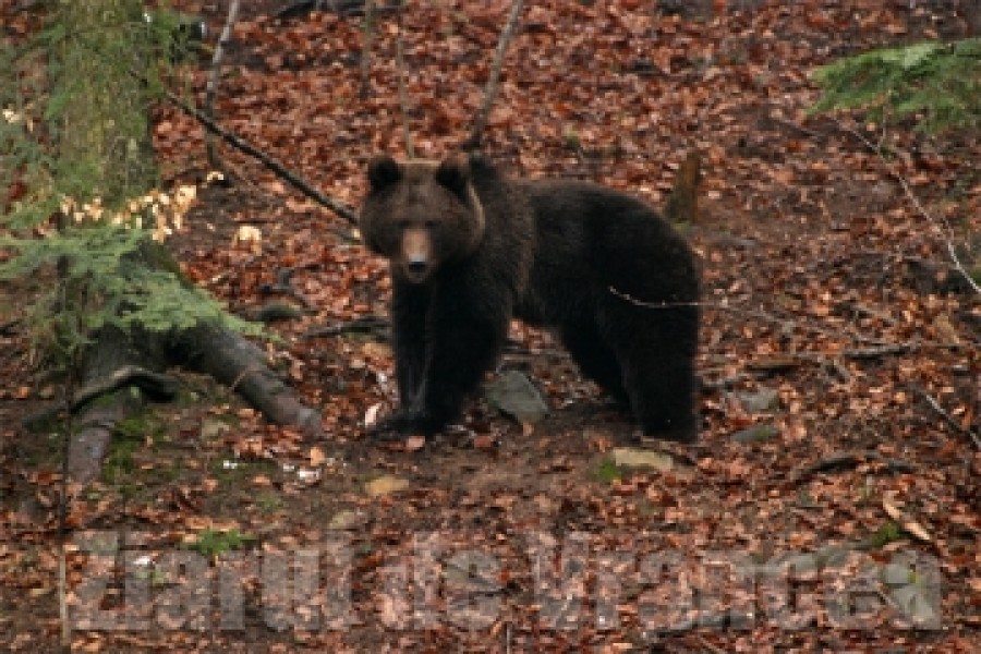 VRANCEA: Bărbat ucis şi mâncat de urs în pădure
