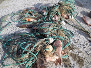 Şase pescari sunt cercetaţi pentru că au sfidat prohibiţia