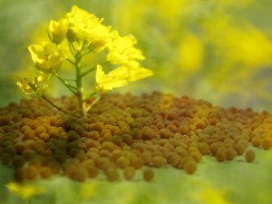Cum le-a mers în 2013 cultivatorilor de muştar din judeţul Galaţi