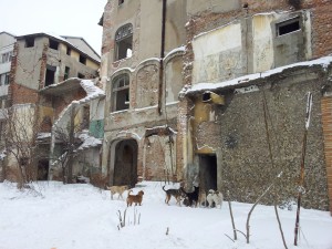Gălăţenii ne scriu/ &quot;Adăpost de lux&quot; pentru câini: Un palat întreg, la dispoziţia comunitarilor