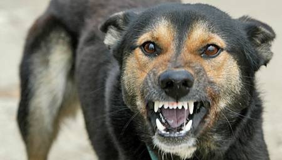 Senat: Pot fi eutanasiaţi doar câinii bolnavi incurabil