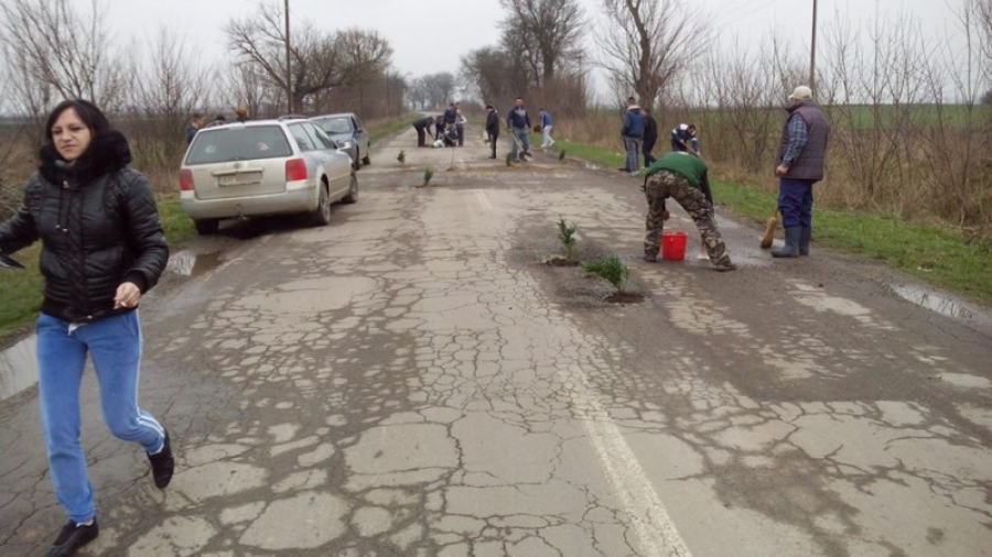 PROTEST INEDIT la Arad - COPACI plantați în GROPILE din DRUM